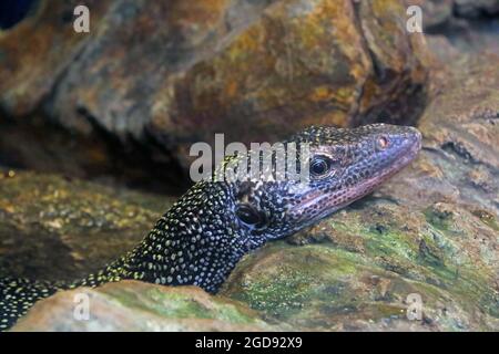 Close-up of a dark lizard on a rock. Stock Photo