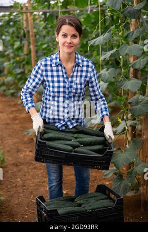 Woman carrying box with gathered cucumbers in hothouse Stock Photo