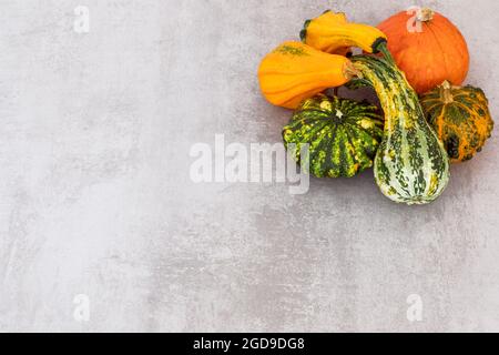 Autumn Harvest. Happy thanksgiving Banner. Selection of various pumpkins on textured grey concrete background Stock Photo