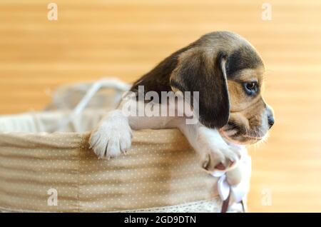 cute beagle puppy sitting in a basket