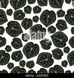 Various dimensions leaves of Anthurium clarinervium on a transparent background. Stock Vector
