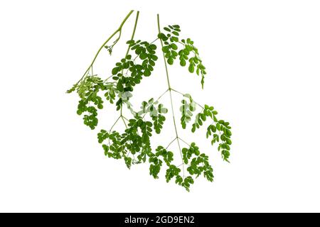 Moringa oleifera isolated on white background Stock Photo