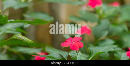 Impatiens balsamina, commonly known as balsam, garden balsam, rose balsam, touch-me-not or spotted snapweed, is a species of plant native to India Stock Photo