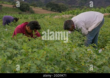 Group of Mexican people harvesting green tomatillos Stock Photo