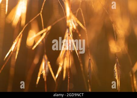 Golden oats grass Stipa gigantea backlit by evening sun showing seed in seedhead - Scotland, UK Stock Photo