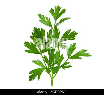 Branch of fresh green parsley isolated on white background. Stock Photo