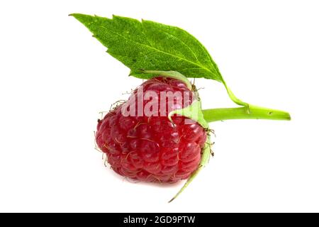 One raspberry with leaf isolated on white background. Stock Photo