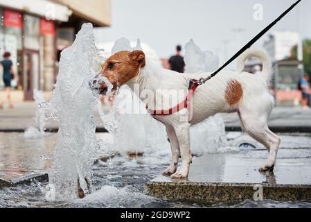 Dog drinks water from fountain in hot summer day. Aminal thirsty. Pet fun Stock Photo