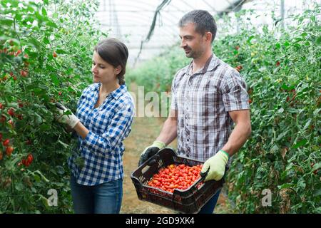 Man helps woman to harvest crop of ripe cherry tomatoes in greenhouse Stock Photo
