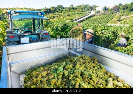 Farmer pouring harvested grapes from bucket in truck in vineyard Stock Photo