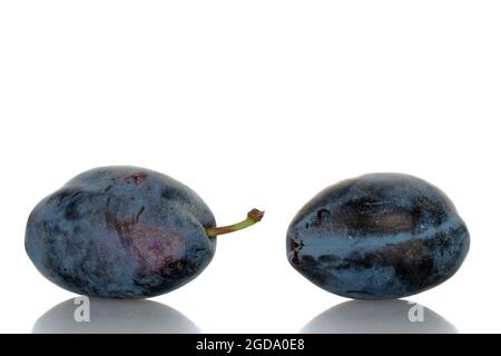 Two ripe organic Damson plums, close-up, isolated on white. Stock Photo