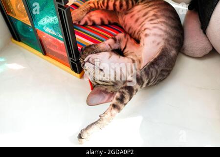 A young cat sleeps in the sun. Kitten resting on the windowsill. Stock Photo