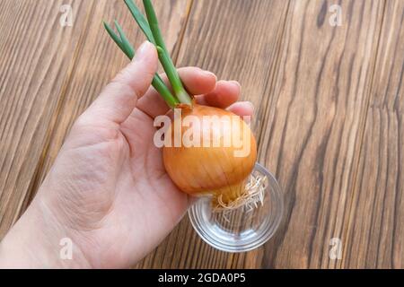 Onion head in hands. Onion sprouted, roots and green stems are visible. Stock Photo