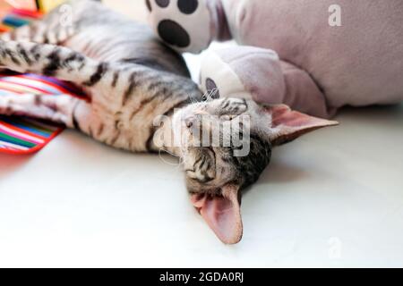 The kitten has a sweet sleep on the windowsill. Tabby cornish rex. Stock Photo