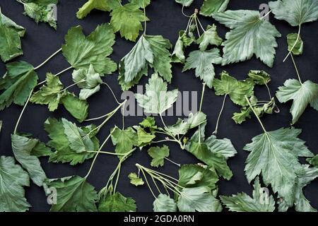 Currant leaves are dried on a black baking sheet. Stock Photo
