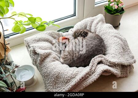 The cat sleeps in a couch on the windowsill. Stock Photo