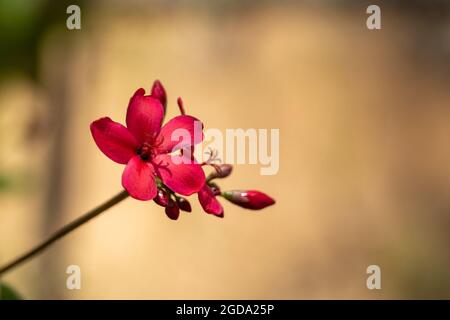 Single Jatropha integerrima or peregrina or spicy jatropha a vibrant red flower with copy space on right. Stock Photo