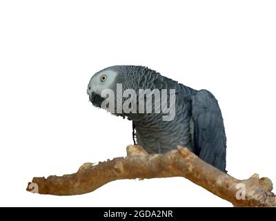 african grey parrot isolated on white Stock Photo