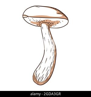Forest Mushroom Illustration. Line art boletus icon for logo, emblem, prints, stickers, coloring worksheets, menu design and decoration Stock Vector