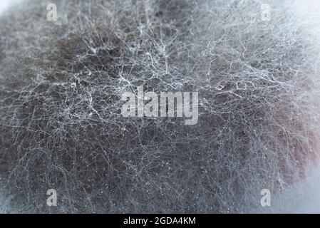 macro crystals and filaments of mold close-up Stock Photo