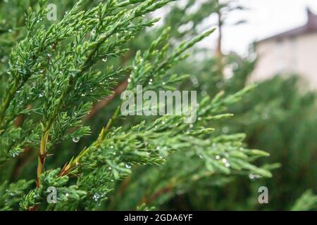 Close-up of beautiful green leaves of thuja trees on a green background. Thuja branch. An evergreen coniferous tree, also known as Chinese thuja Stock Photo