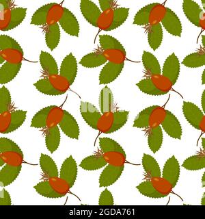 Rosehip rose canina pattern fruit with leaves, berries. On white background. Vector illustration Stock Vector