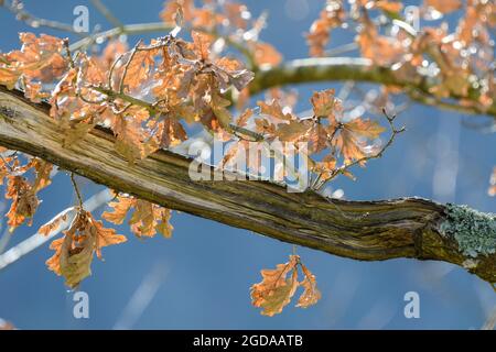 Oak branch with dry autumn leaves Stock Photo
