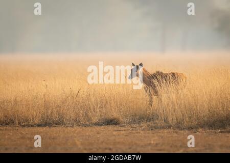 female nilgai or blue bull or Boselaphus tragocamelus a Largest Asian antelope side profile in open field or grassland in golden hour light at forest Stock Photo