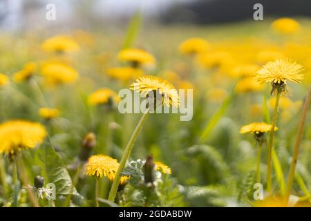 Fresh yellow blowball dandelion flowers on a spring field. Abstract blurred background with copy space web banner. Soft selective focus Stock Photo