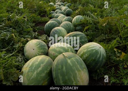 Collect watermelons in the field Stock Photo