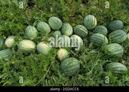 Collect watermelons in the field Stock Photo