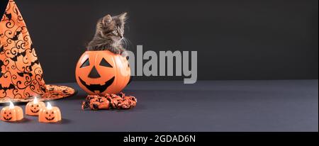 A Halloween cat sits in a bucket of pumpkin for candy. Long banner on a black background place for text copy space. Stock Photo