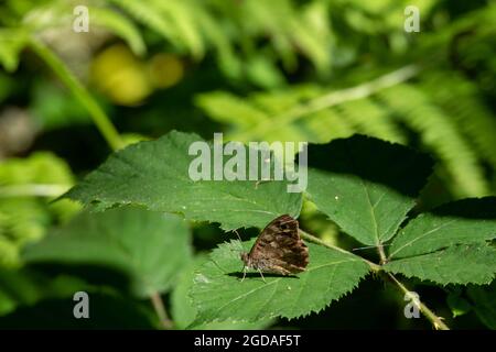 woodland brown butterfly lopinga achine resting on the leaf of a bramble Stock Photo