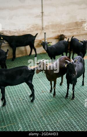 Black goats are standing on the floor at an indoor farm Stock Photo