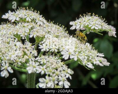 bumble bee collecting pollen from hogweed also known as cow parsnip Stock Photo