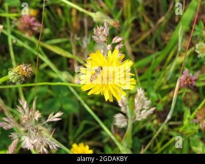 marmalade hoverfly gathering nectar from bright yellow narrow leaved hawkweed Stock Photo