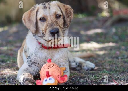 dirty Labrador puppy sitting in the shade of a tree  with his toy Stock Photo