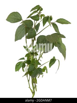 Green soybean bush isolated on white background. Stock Photo