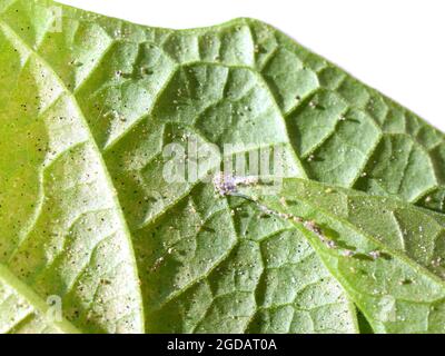 Leaves heavily infected by two-spotted spider mite tetranychus urticae greenhouse pest mite Stock Photo