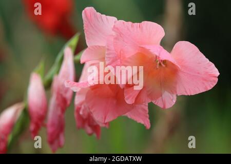 Pretty pink gladiolus flowers in summertime Stock Photo