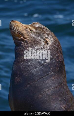 Young Bull Sea Lion Profile Stock Photo