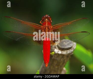 Red Dragonfly perched on a dead branch Stock Photo