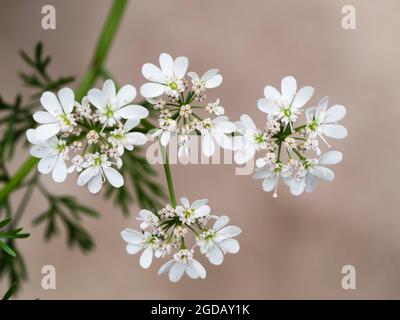White umbellifer flowers of the annual culinary herb cilantro or coriander, Coriandrum sativum Stock Photo