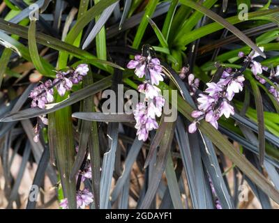 White and purple summer flowers of the hardy perennial black mondo grass, Ophiopogon planiscapus 'Nigrescens' Stock Photo