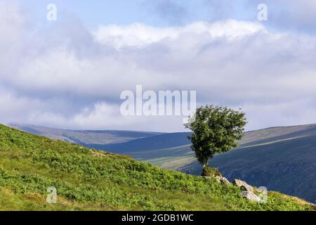 Sorbus aucuparia, rowan tree, mountain ash, in summer on the side of the valley at Glenmalure in County Wicklow, Ireland Stock Photo