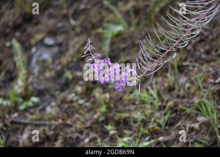 Single Stem of Flowering Wild Fireweed (Chamaenerion angustifolium) on a Woodland Nature Reserve in Mid-Wales in August Stock Photo