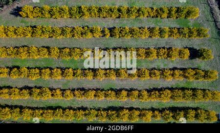 Aerial View of  orchard of pomegranate trees Stock Photo