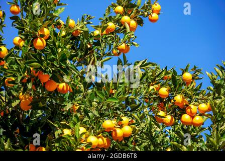 Orange tree, Santiago del Teide, Tenerife, Canary Islands, Spain Stock Photo
