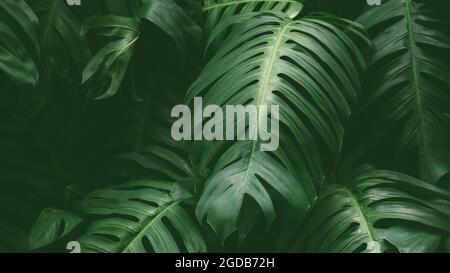 Tropical rainforest plant leaves in deep jungle for background, The Swiss cheese plant or Monstera deliciosa. Stock Photo