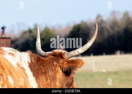 Looking out at the farm pasture through the bulls horns Stock Photo